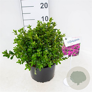 Azalea (J) 'Takako' 25-30 cm 4,0L