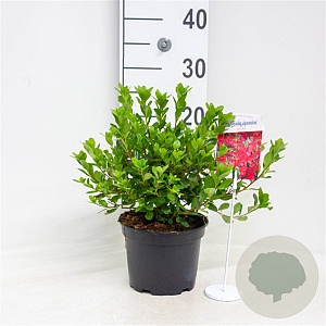 Azalea (J) 'Toreador' 20-25 cm 2,0L