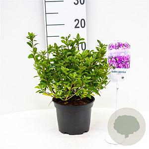 Azalea (J) 'Violetta' 20-25 cm 2,0L