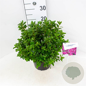 Azalea (J) 'Violetta' 25-30 cm 4,0L