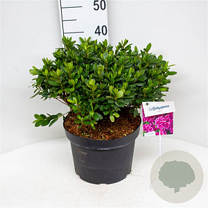 Azalea (J) 'Violetta' 40-50 cm 10L