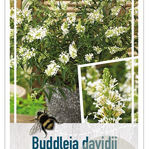 Buddleja davidii 'Free Petite' 40-50 cm 3,0L