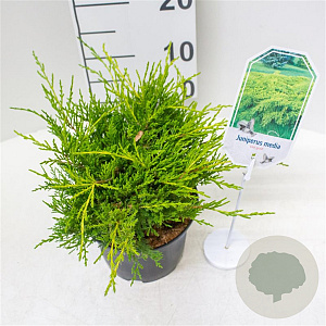 Juniperus media 'Old Gold' 25-30 cm 2,0L
