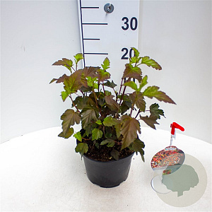 Physocarpus opulifolius 'Diable d'Or' 30-40 cm 3,0L