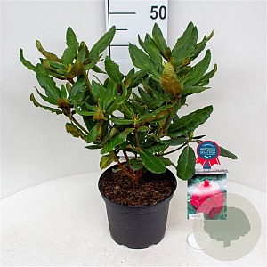 Rhododendron 'Hachmann's Feuerschein' 30-40 cm 5,0L struik