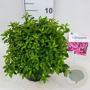 Rhododendron (J) 'Madame van Hecke' 25-30 cm 4,0L