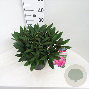 Rhododendron (Y) 'Bohlken's Lupineberg' 25-30 cm 5,0L