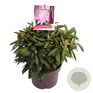 Rhododendron (Y) 'Polaris' 25-30 cm 5,0L