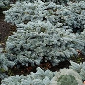 Picea pungens 'Karpaten' 40 cm stam 30L
