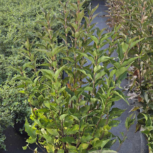 Syringa patula 'Miss Kim' 60-80 cm 10L