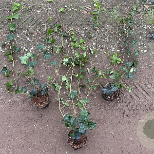 Hedera hibernica 80-100 cm C1.5