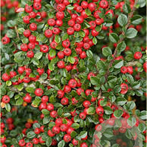 Cotoneaster cochleatus 'Schneider' GM 1.5