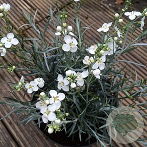 Gomphostigma virgatum GM P9