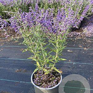 Perovskia 'Blue Spire' GM 2,0L