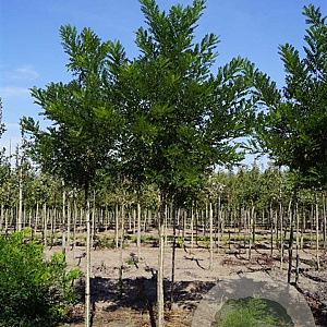 Sophora japonica 'Fleright' 18-20 HO draadkluit