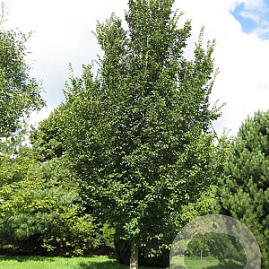 Ulmus 'Plantijn' 16-18 HO draadkluit