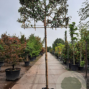 Elaeagnus ebbingei 10-12 cm container LEIVORM 200 cm stam