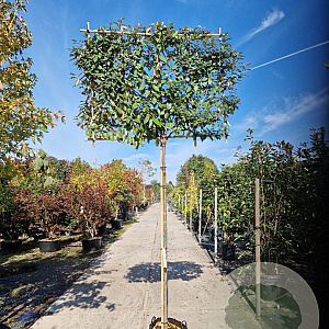 Elaeagnus ebbingei 10-12 cm container LEIVORM 200 cm stam