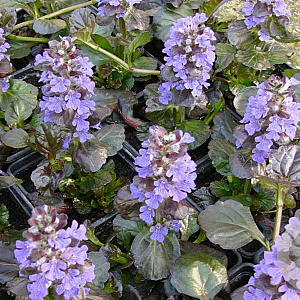 Ajuga reptans Black Scallop GM P9