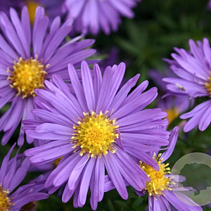 Aster (D) 'Blaue Lagune' GM P9