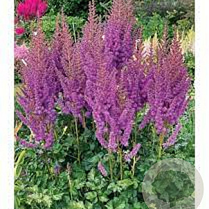Astilbe Black Pearls GM P9