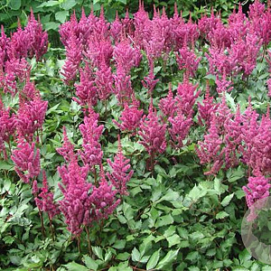 Astilbe c. 'Vision in Pink' GM P9