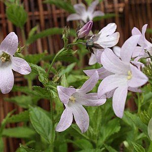 Campanula lact. 'Loddon Anna' GM P9
