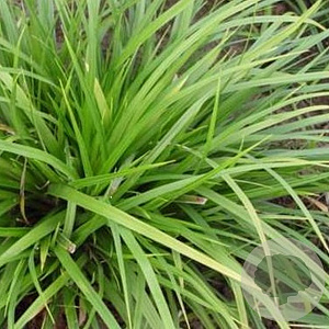 Carex morrowii 'Mosten' GM P9