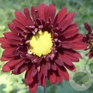 Chrysanthemum (I) 'Ceddie Mason' GM P9