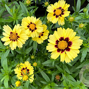 Coreopsis gr. Corey Yellow GM P9