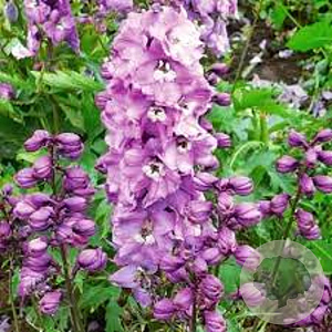 Delphinium 'M F Deep R. White Bee' GM P9