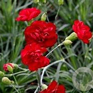 Dianthus (PL) 'Desmond' GM P9