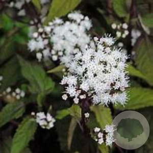 Eupatorium rugosum Lucky Melody GM P9