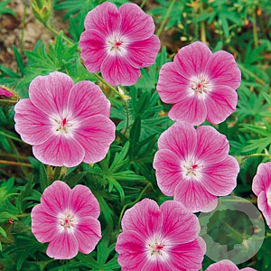 Geranium sang. 'Elke' GM P9