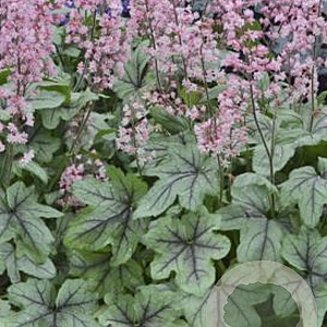 Heucherella 'Pink Fizz' GM P9