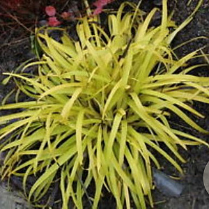 Luzula sylvatica 'Solar Flair' GM P9