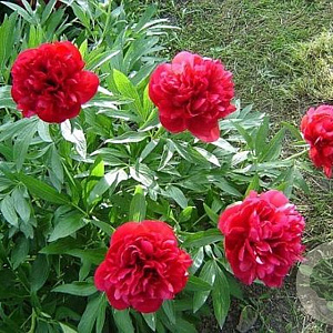 Paeonia off. 'Rubra Plena' GM  P11