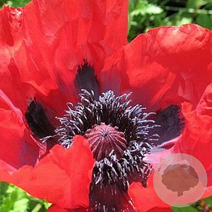 Papaver or. 'Beauty of Livermere' GM P9