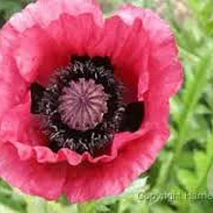 Papaver or. 'Marlene' GM P9