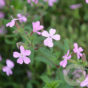 Saponaria sicula intermedia GM P9