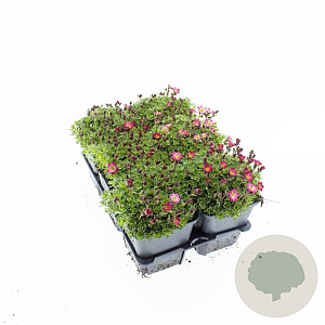 Saxifraga 'Pixie' GM P9