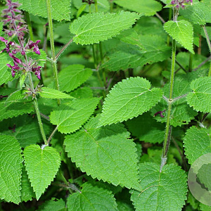 Stachys sylvatica GM P9