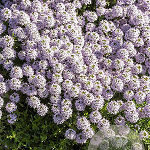 Thymus longicaulis GM P9