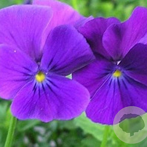 Viola (C) 'Martin' GM P9