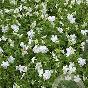 Viola (C) 'Wisley White' GM P9