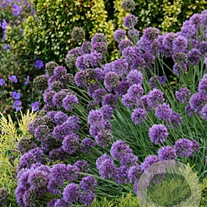 Allium 'Medusas Hair' GM P9