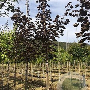 Acer platanoides 'Faassen's Black' 16-18 HO draadkluit