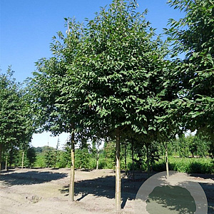 Prunus a. 'Plena' 18-20 HO draadkluit