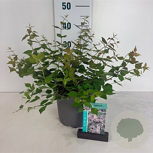 Kolkwitzia amabilis 'Pink Cloud' 50-60 cm 35L