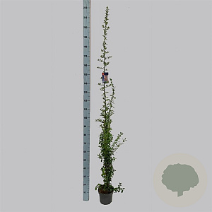 Pyracantha 'Orange Glow' 150-175 cm 3,0L